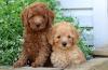 Продам щенка United Kingdom, Norfolk Island Toy-poodle