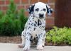 Продам щенка United Kingdom, Plymouth Dalmatian