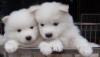 Продам щенка Denmark, Kopenagen Samoyed dog (Samoyed)