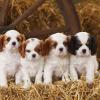 Продам щенка United Kingdom, Cardiff King Charles Spaniel