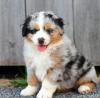 Продам щенка Sweden, Helsingborg Australian Shepherd