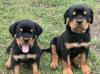 Продам щенка Belgium, Liege Rottweiler