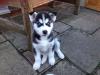 Продам щенка United Kingdom, Portland , Siberian Husky