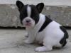 Продам щенка Sweden, Goteborg French Bulldog