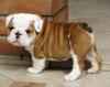 Продам щенка Malta, Valletta English Bulldog