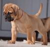 Продам щенка Germany, Berlin Bullmastiff