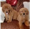 Продам щенка Ireland, Dublin Golden Retriever