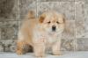 Продам щенка Ireland, Dublin Chow Chow