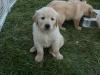 Продам щенка Italy, Caserta Golden Retriever