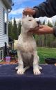 Продам щенка Canada, British Columbia, Victoria , Dogo Argentino