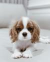 Продам щенка Russia, Yakutsk , Cavalier King Charles Puppies