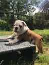 Продам щенка United Kingdom, Blackpool English Bulldog