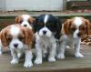 Продам щенка United Kingdom, Blackpool King Charles Spaniel