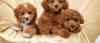 Продам щенка United Kingdom, Blackburn Poodle