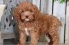 Продам щенка Latvia, Riga Other breed, Cockapoo Puppies