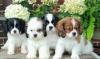 Продам щенка Ireland, Dublin King Charles Spaniel