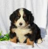 Продам щенка Germany, Munich Bernese Mountain Dog