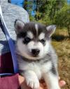 Продам щенка United Kingdom, Birmingham , Pomsky Puppies