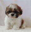 Продам щенка Denmark, Odense , Shih Tzu Puppies