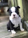 Продам щенка Finland, Helsinki Boston Terrier