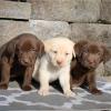 Продам щенка Finland, Helsinki Labrador Retriever