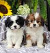 Продам щенка Germany, Munich Shih Tzu