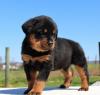 Продам щенка France, Paris Rottweiler