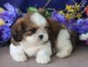 Продам щенка Ireland, Dublin Shih Tzu