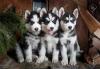 Продам щенка Austria, Vienna Haski, Blue Eyes Siberian Husky Puppies