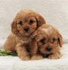 Продам щенка Cyprus, Nicosia Other breed, Cavapoo Puppies