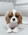 Продам щенка Hungary, Budapest King Charles Spaniel