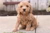 Продам щенка Estonia, Tallinn Other breed, Cockapoo Puppies