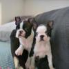 Продам щенка Germany, Magdeburg Boston Terrier