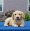 Продам щенка Belarus, Gomel , Golden Retriever Puppies