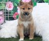 Продам щенка Greece, Athens Other breed, Shiba Inu Puppies