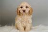 Продам щенка Ireland, Dublin Other breed, Cockapoo Puppies