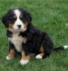 Продам щенка Belgium, Brussels Bernese Mountain Dog