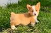 Продам щенка Lithuania, Lazdijai Other breed, Pembroke Welsh Corgi Puppies