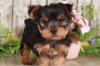 Продам щенка Belgium, Antwerp Yorkshire Terrier