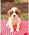 Продам щенка Netherlands, Dordrecht King Charles Spaniel