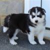 Продам щенка Finland, Tampere Other breed, Blue Eyes Siberian Husky Puppies