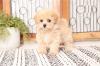 Продам щенка Spain, Granada Other breed, Maltipoo Puppies