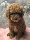 Продам щенка Greece, Athens Toy-poodle