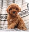 Продам щенка Malta, Valletta Other breed, Cockapoo Puppies