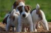 Продам щенка Ireland, Dublin Jack Russell Terrier