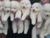 Продам щенка Netherlands, Rotterdam Samoyed dog (Samoyed)