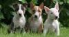 Продам щенка Ireland, Belfast Bull Terrier