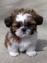 Продам щенка Ireland, Dublin Shih Tzu