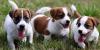 Продам щенка Belgium, Antwerp Jack Russell Terrier