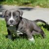 Продам щенка Germany, Wiesbaden American Pit-Bull Terrier